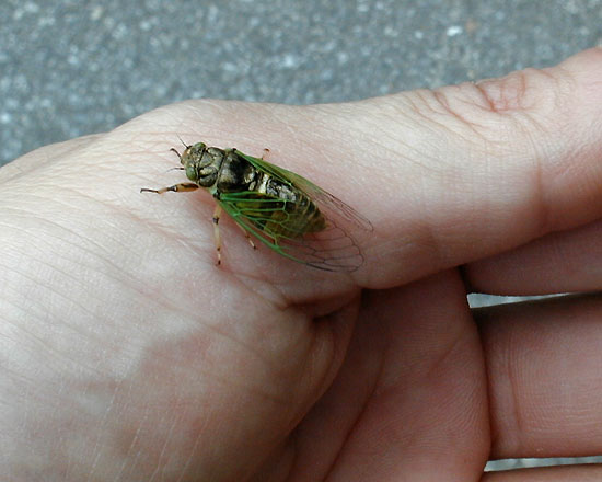 イワサキクサゼミ Mogannia minuta -Nikko Today-