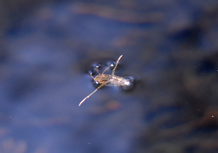 マツモムシ Notonecta triguttata Nikko Today