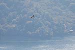 中禅寺湖を背景に飛ぶトビ